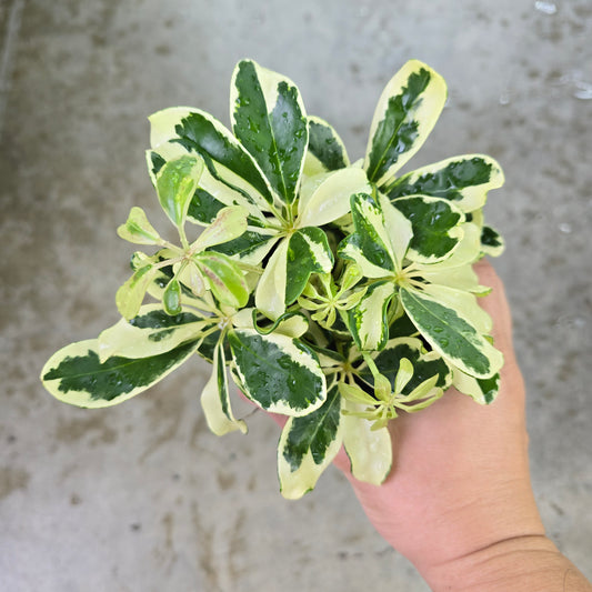 Schefflera 'Ivory' - 4"
