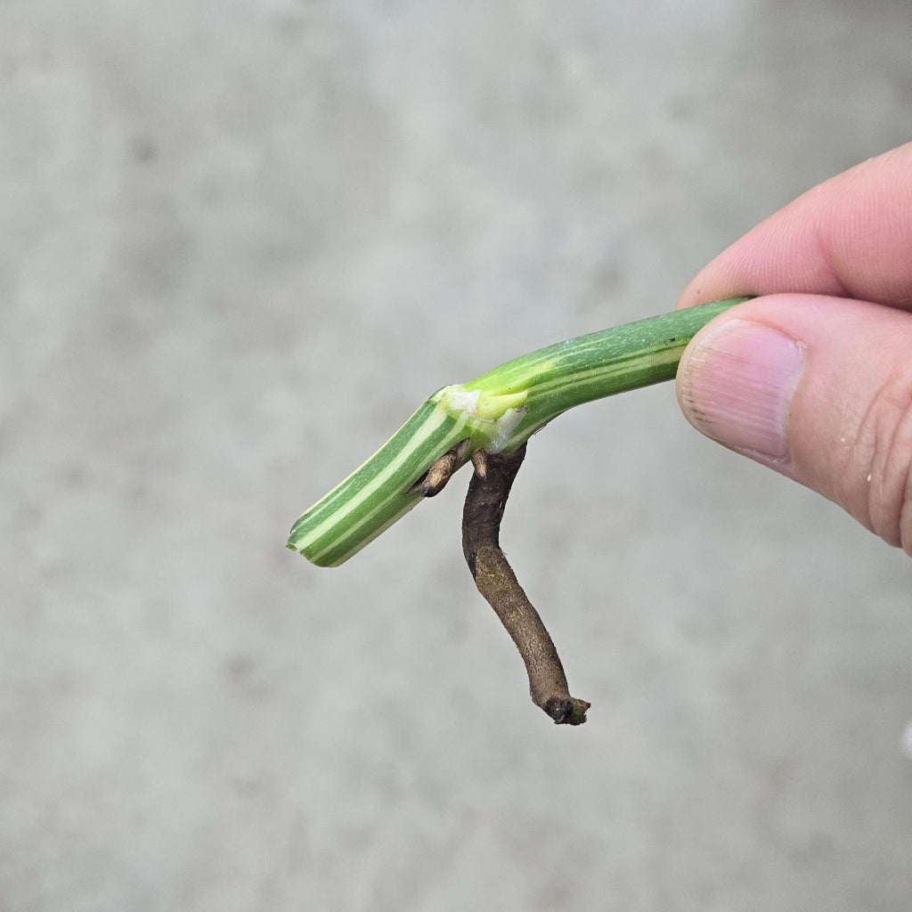 Monstera adansonii albo - node