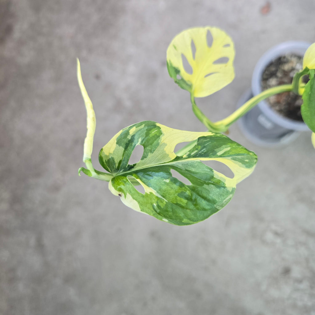 Monstera adansonii albo - node