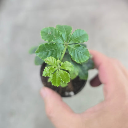 Parthenocissus striata - 2"