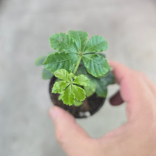 Parthenocissus striata - 2"