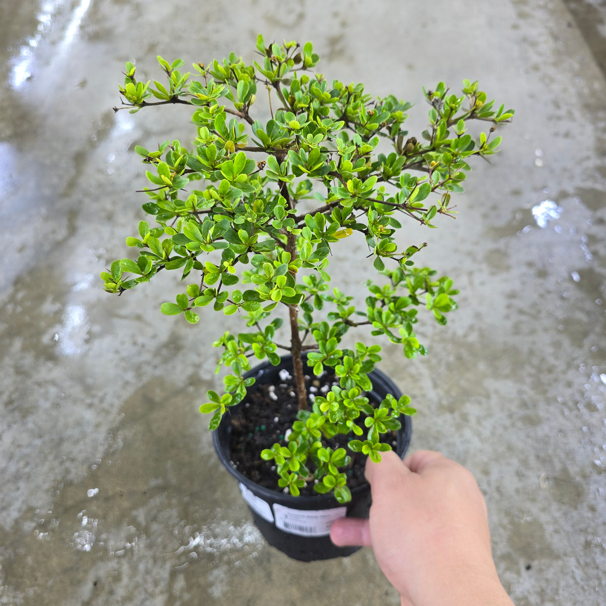Bucida spinosa - 6"