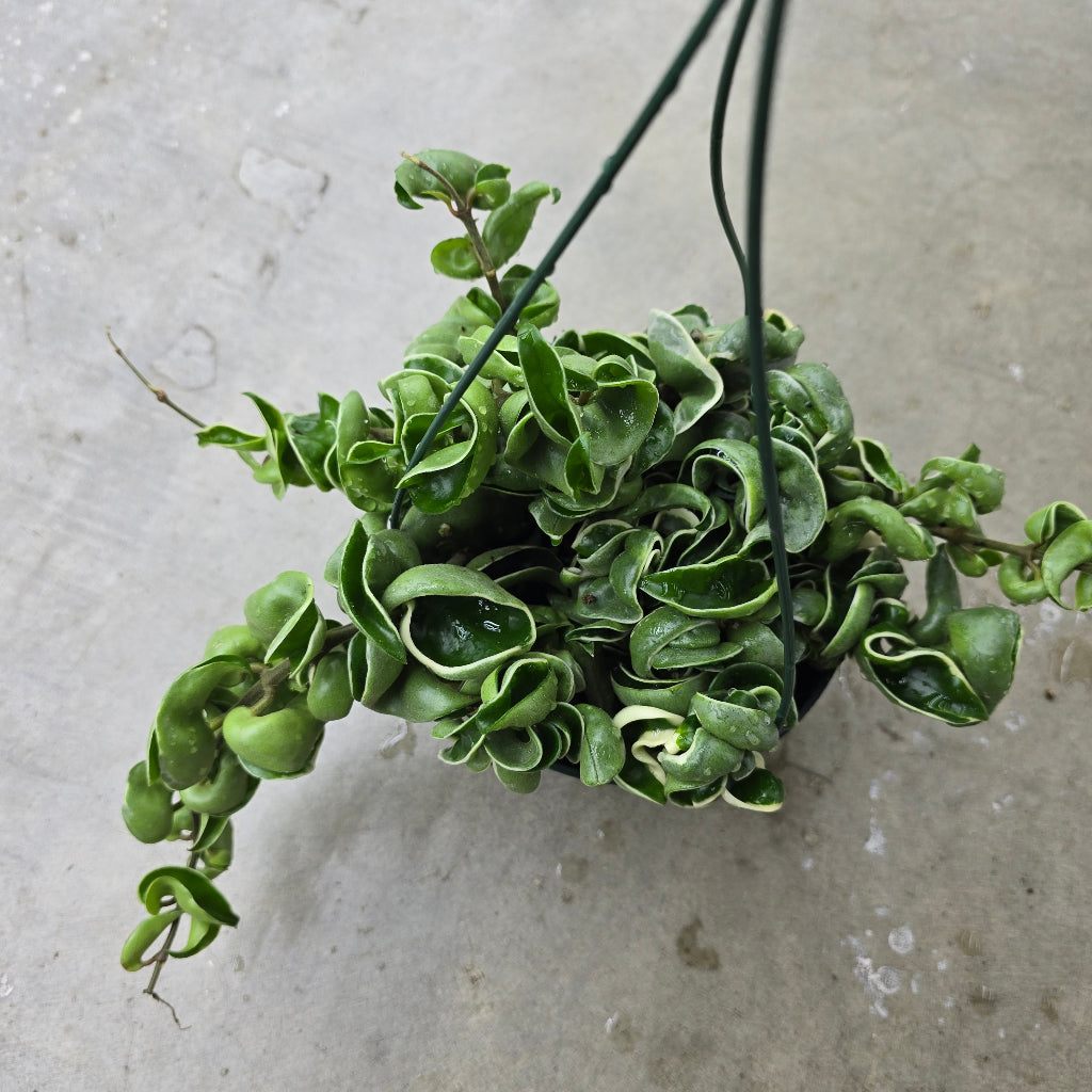 Hoya carnosa 'Compacta  Variegata' - HB