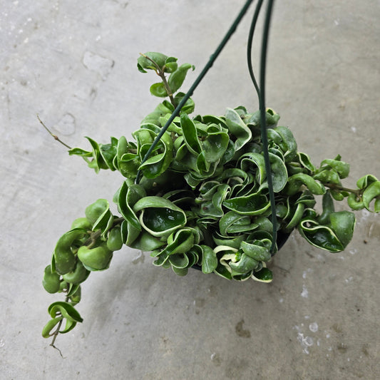 Hoya carnosa 'Compacta  Variegata' - HB