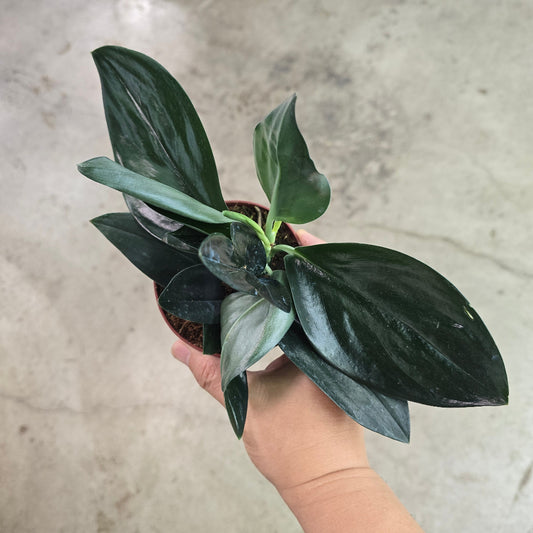 Scindapsus treubii f. dark - 4"