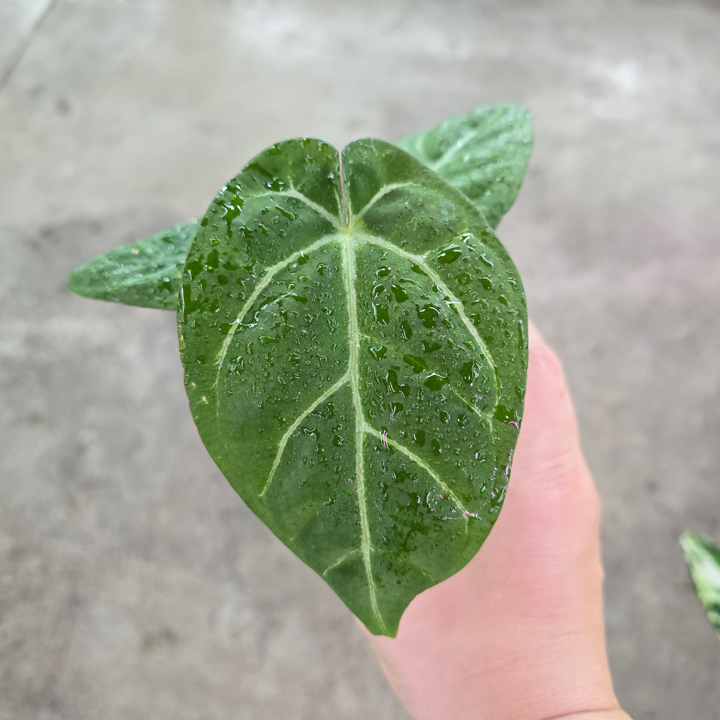 Anthurium ace of spades 園芸卸 Anthurium ace of spades 園芸卸 Anthurium 'Ace of Spades' X - 2