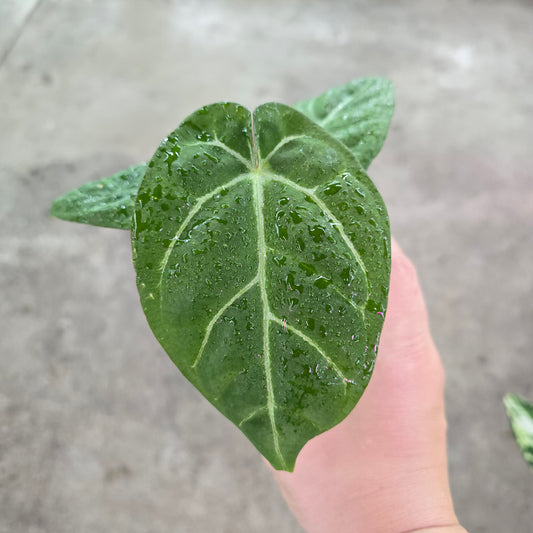 Anthurium 'Ace of Spades'  X - 2"
