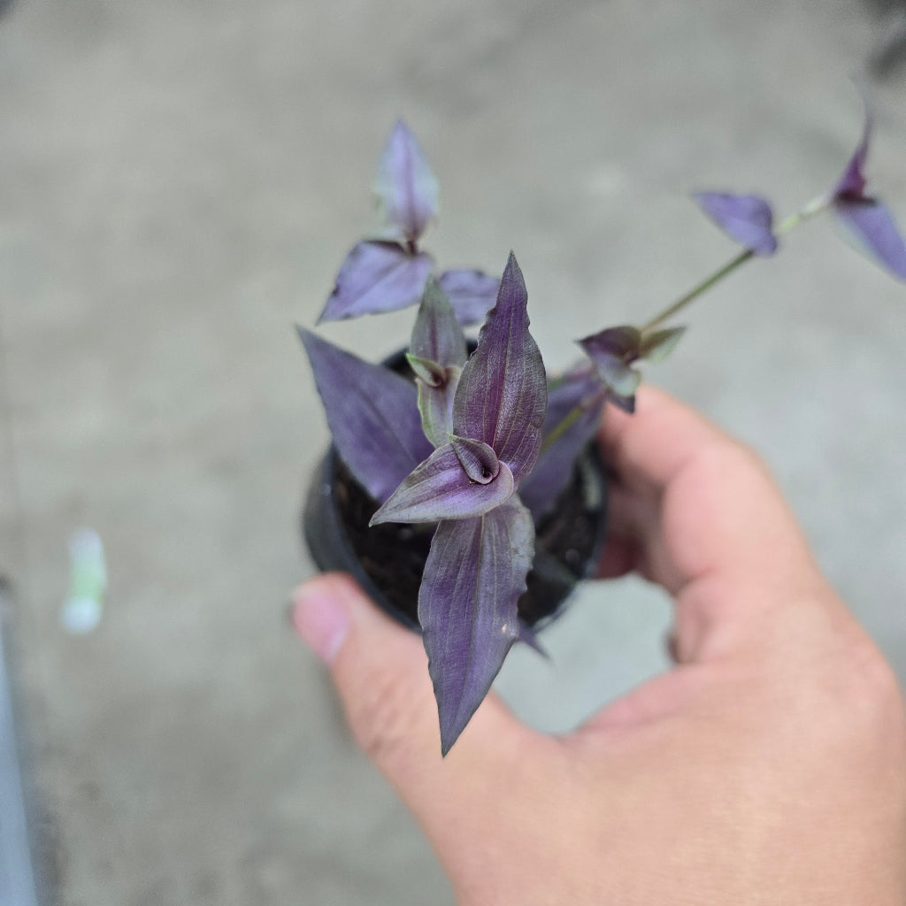 Gibasis Tahitian Purple Bridal Veil - 2"