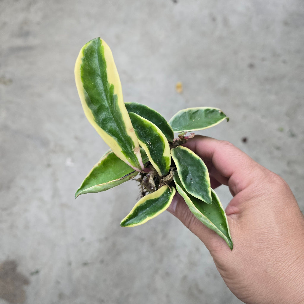 Hoya carnosa 'Tricolor' - plug