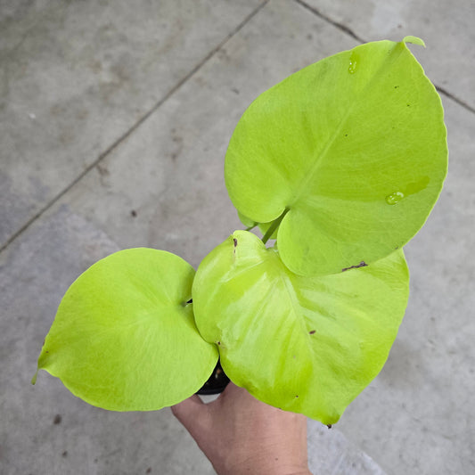 Monstera deliciosa 'lemon lime' - 4"