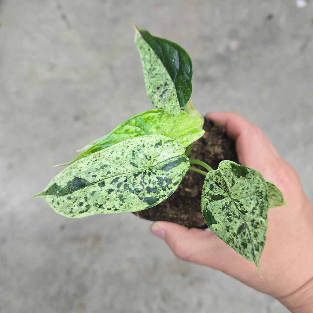 ALOCASIA DRAGON SCALE – Peace, Love & Happiness Club