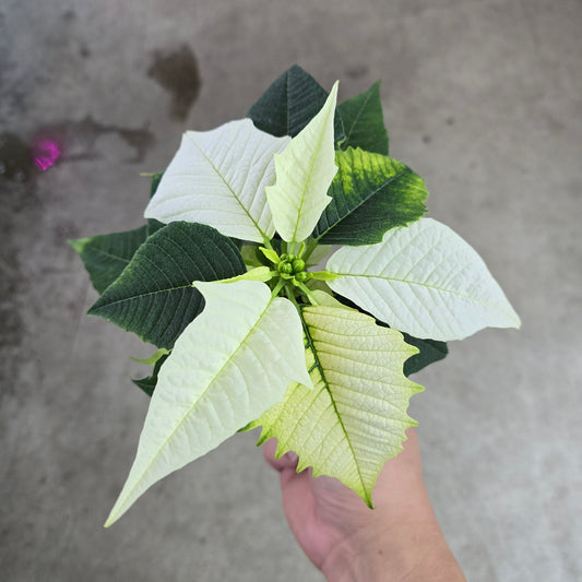 Poinsettia - 2" (white)