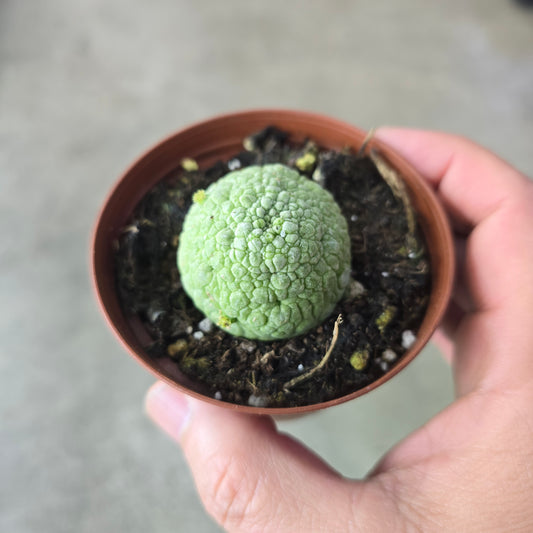 Pseudolithos migiurtinus - 3"