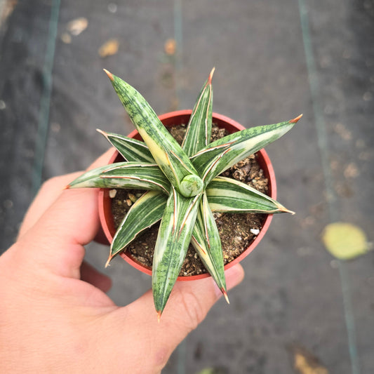 Sansevieria 'Lavranos Blue Clone Variegated' - 3"
