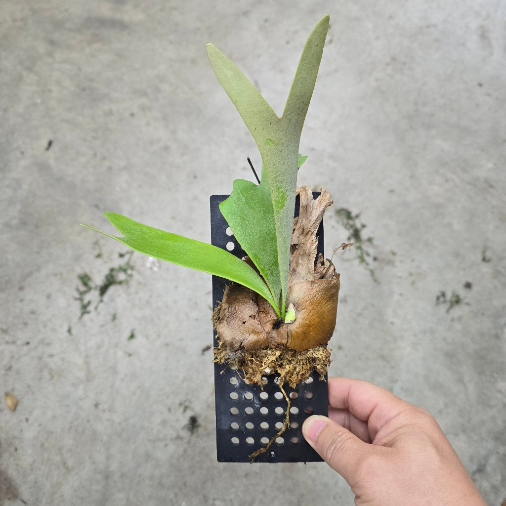 Platycerium assorted - mounted