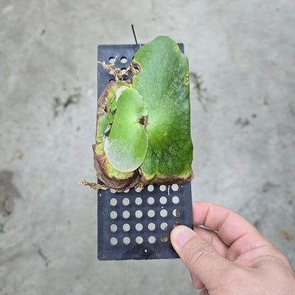 Platycerium assorted - mounted