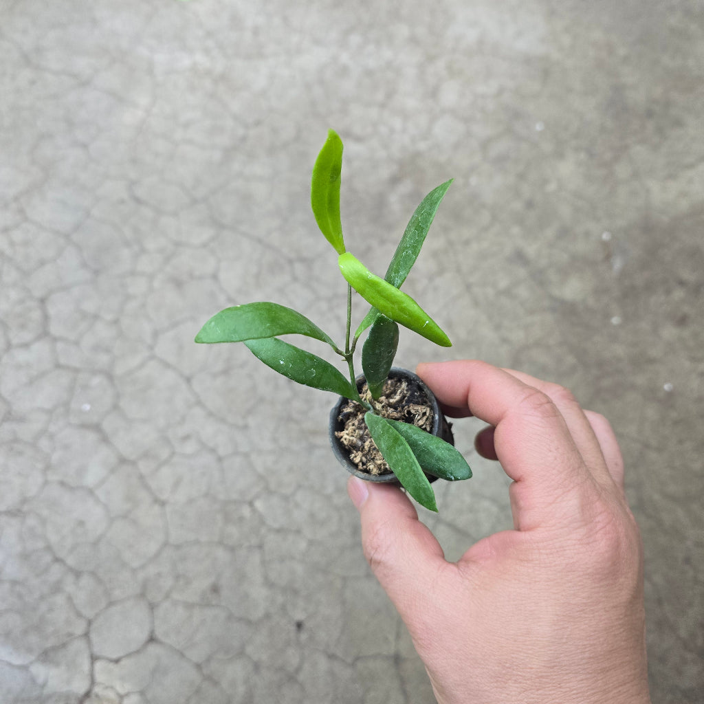 Hoya loheri - 2"