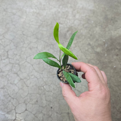 Hoya loheri - 2"
