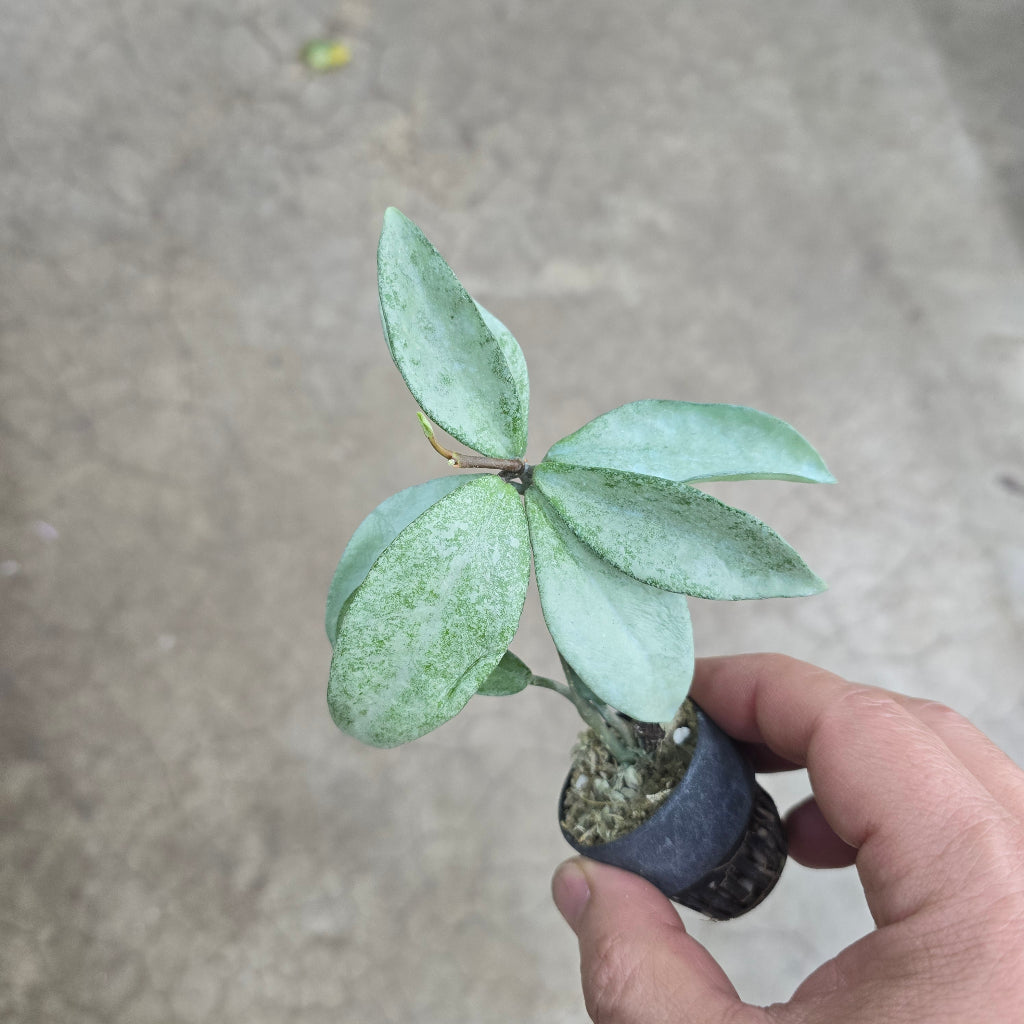 Hoya 'Nova Ghost' - 2"