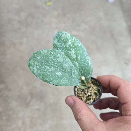 Hoya waymaniae 'Cloudy Sky' - 2"