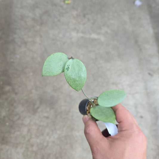 Hoya parasitica 'Silver' - 2"