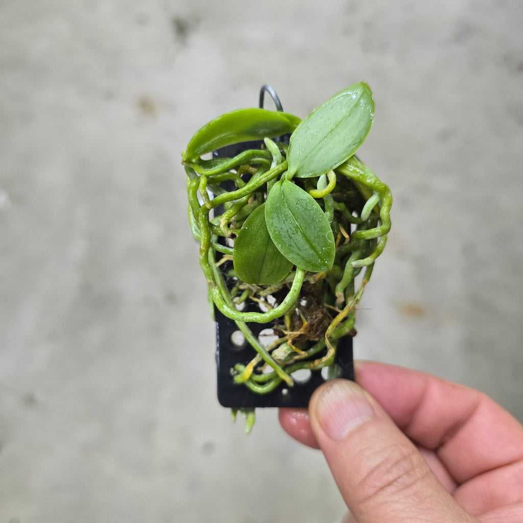 Phalaenopsis parishii