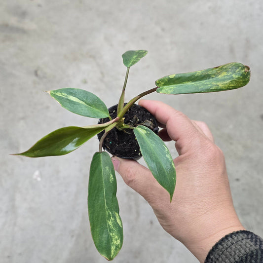 Philodendron joepii variegated - 2"