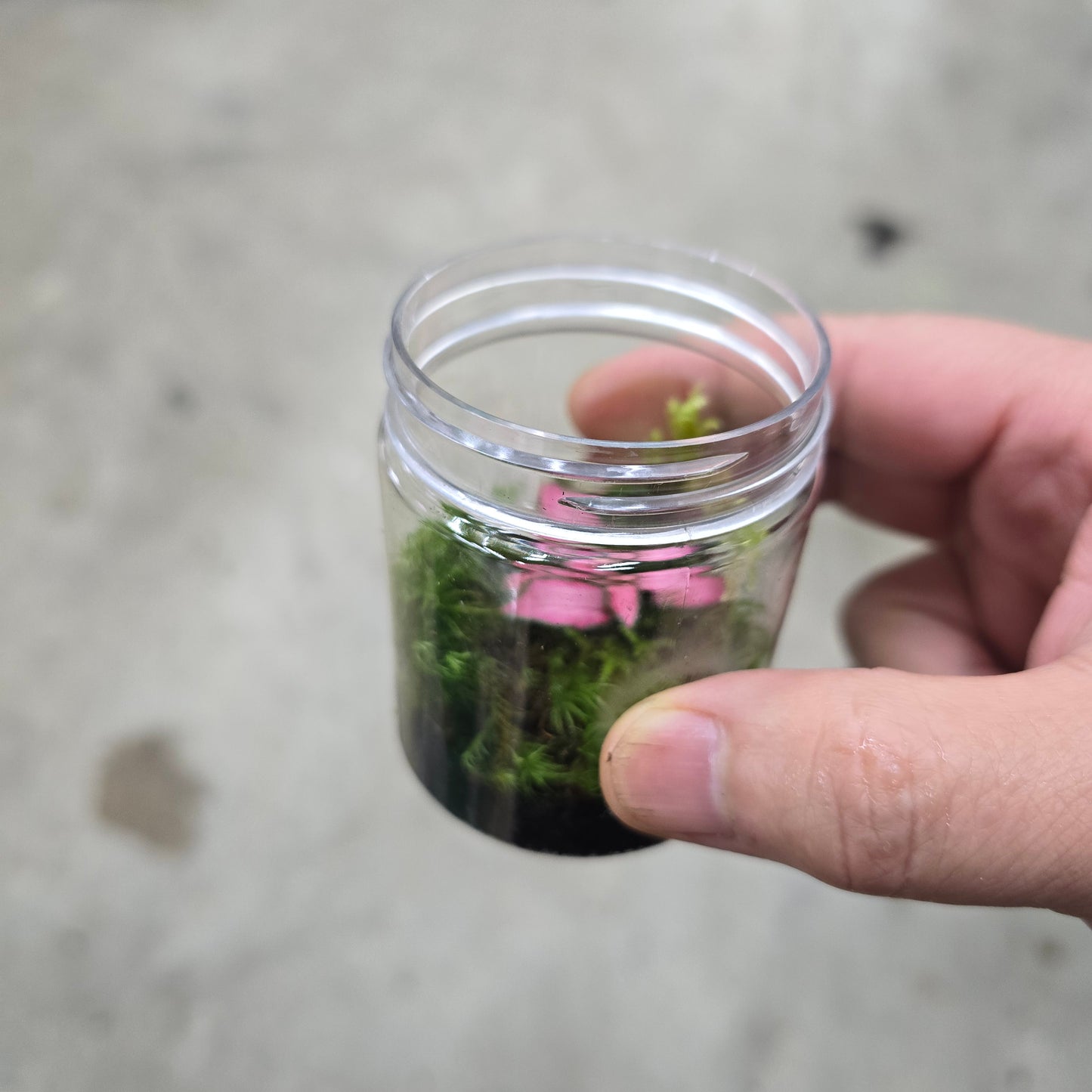 Mini Moss Terrarium