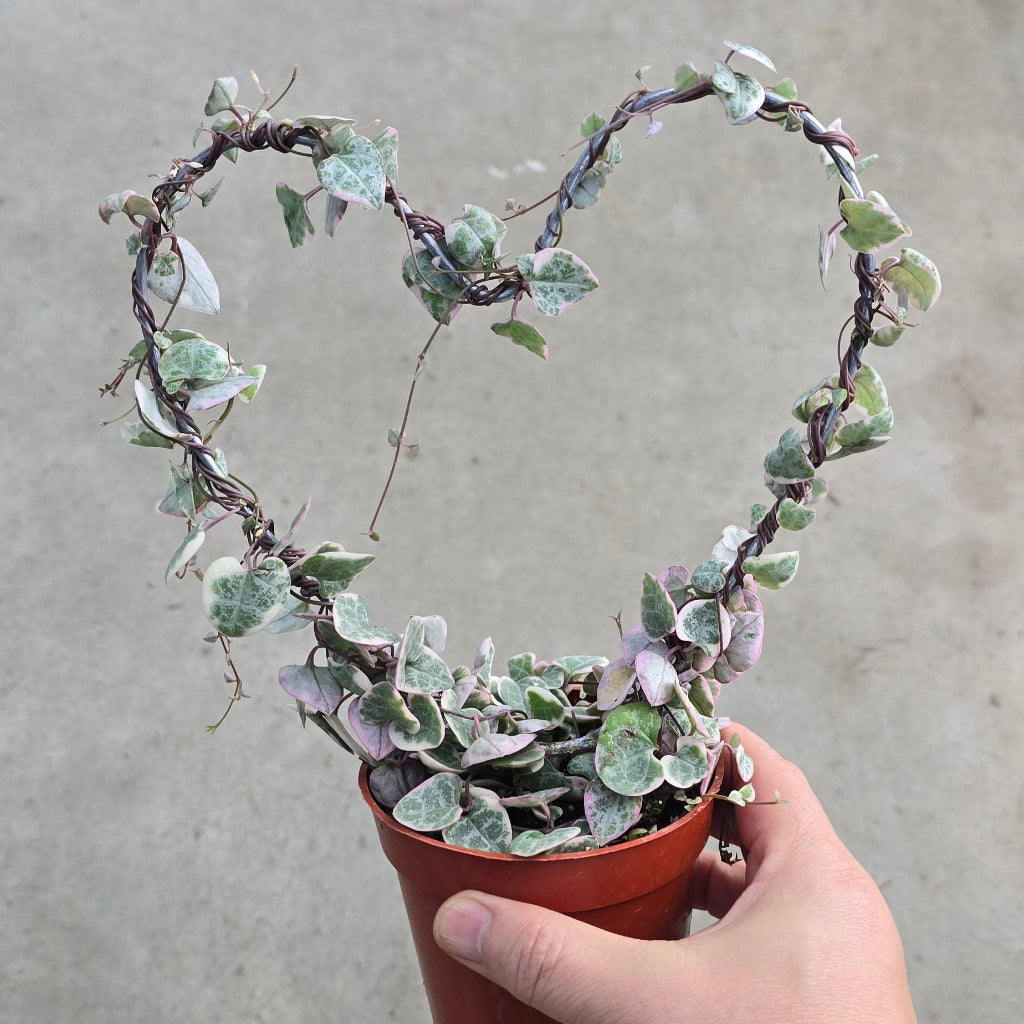 Ceropegia woodii variegata - Heart Topiary - 4"