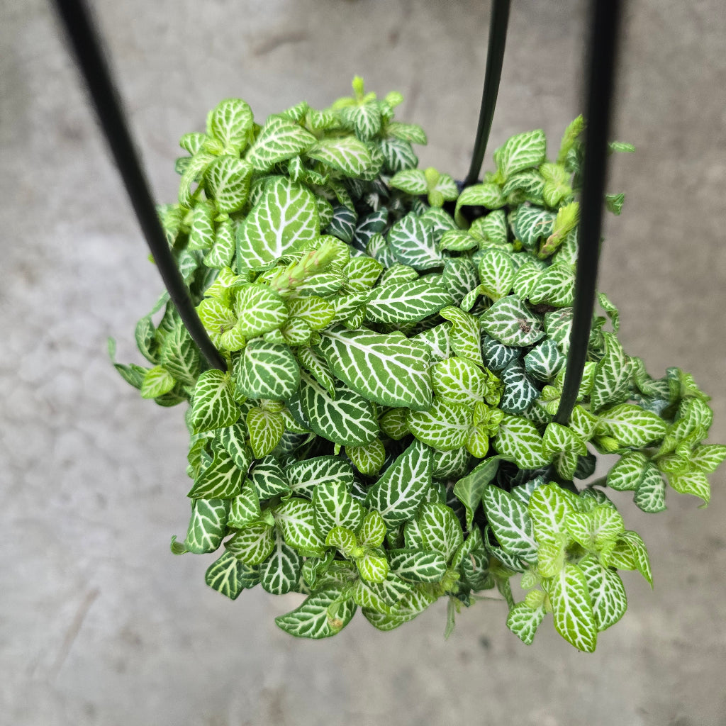tropical hanging basket plants Tropical Assorted Hanging Basket