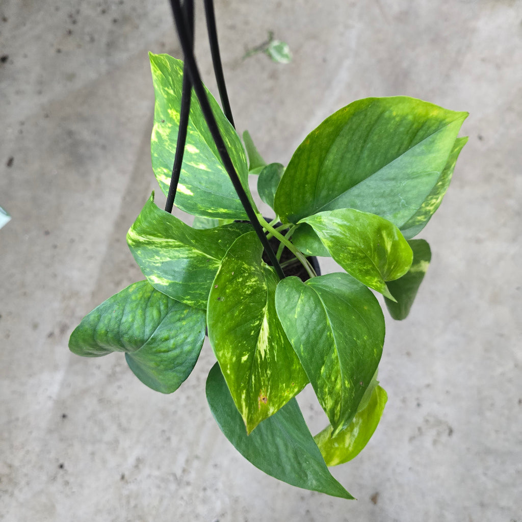 tropical hanging plants Tropical Assorted Hanging Basket
