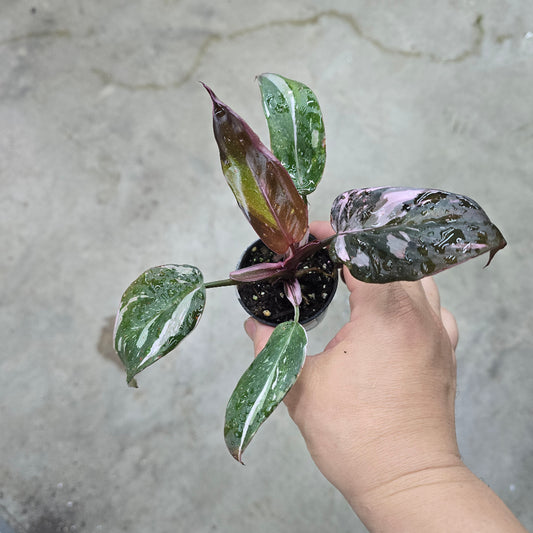 Philodendron 'Red Anderson' - 2"