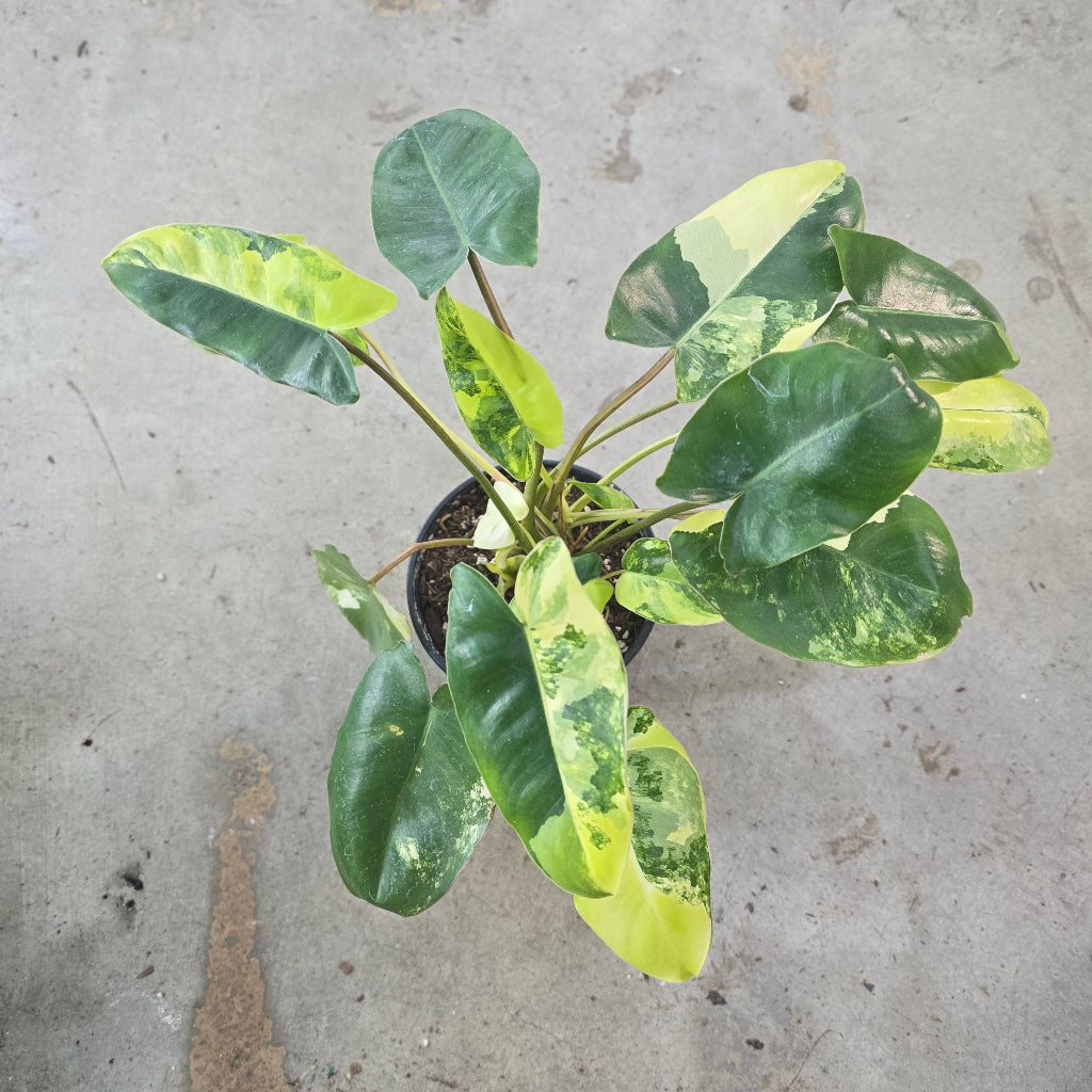 Philodendron 'Burle Marx Variegata' - 4"