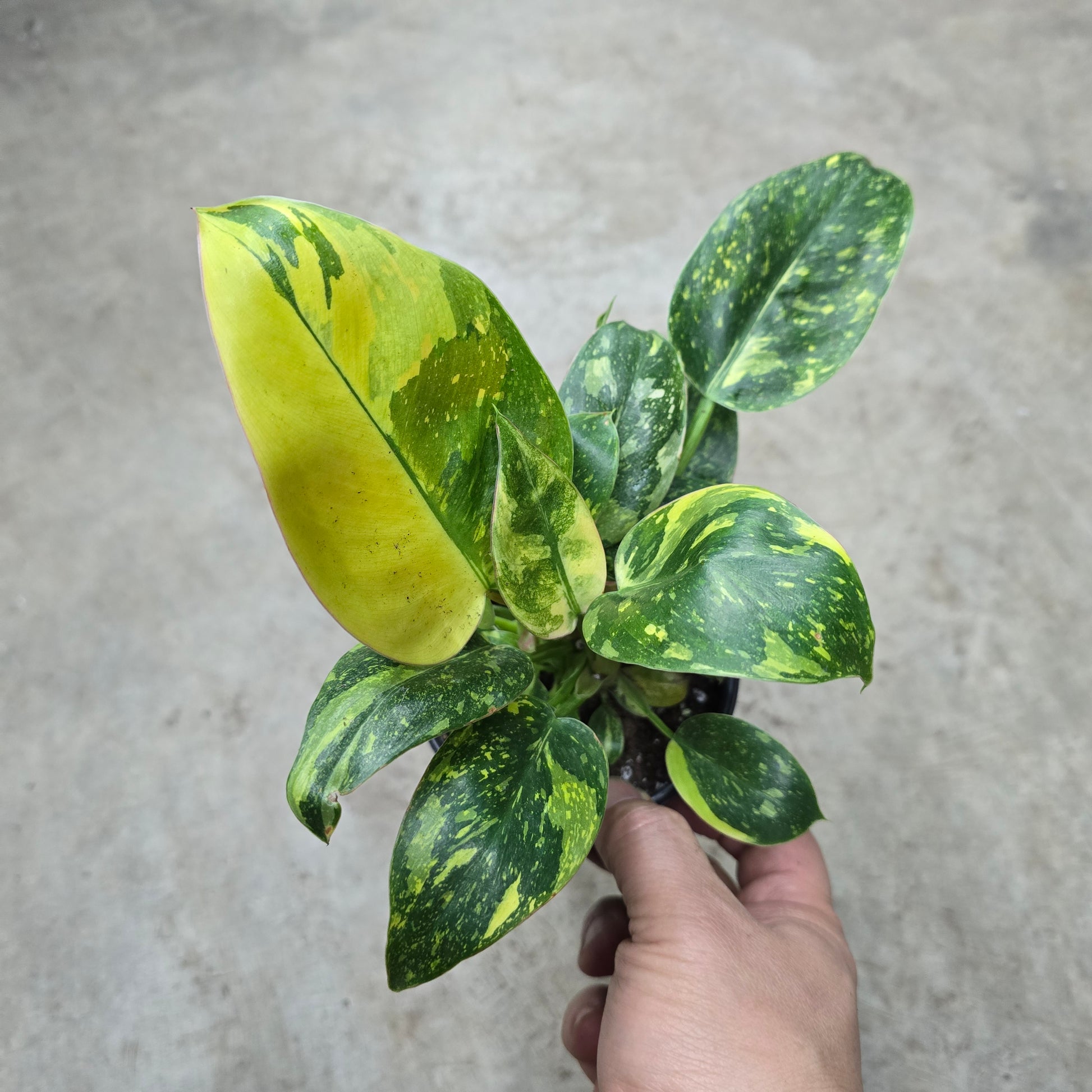 philodendron green congo marble variegated Philodendron 'Congo Green Marble Variegated' - 4"