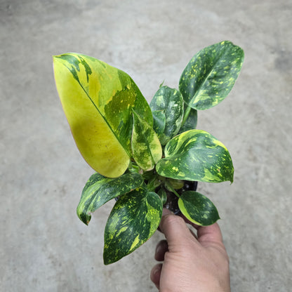 Philodendron 'Congo  Green Marble Variegated' - 4"