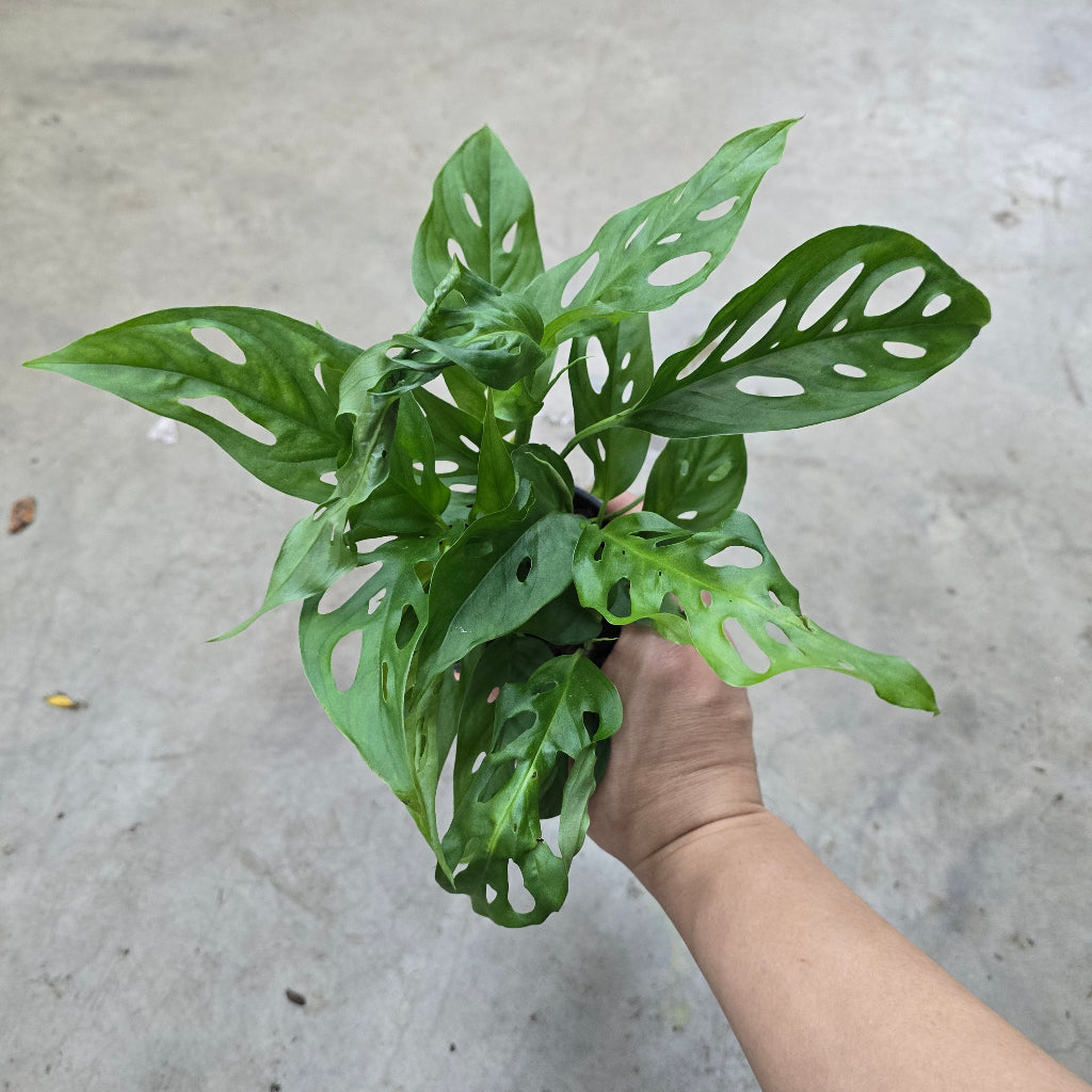 Monstera adansonii var. laniata - 4"