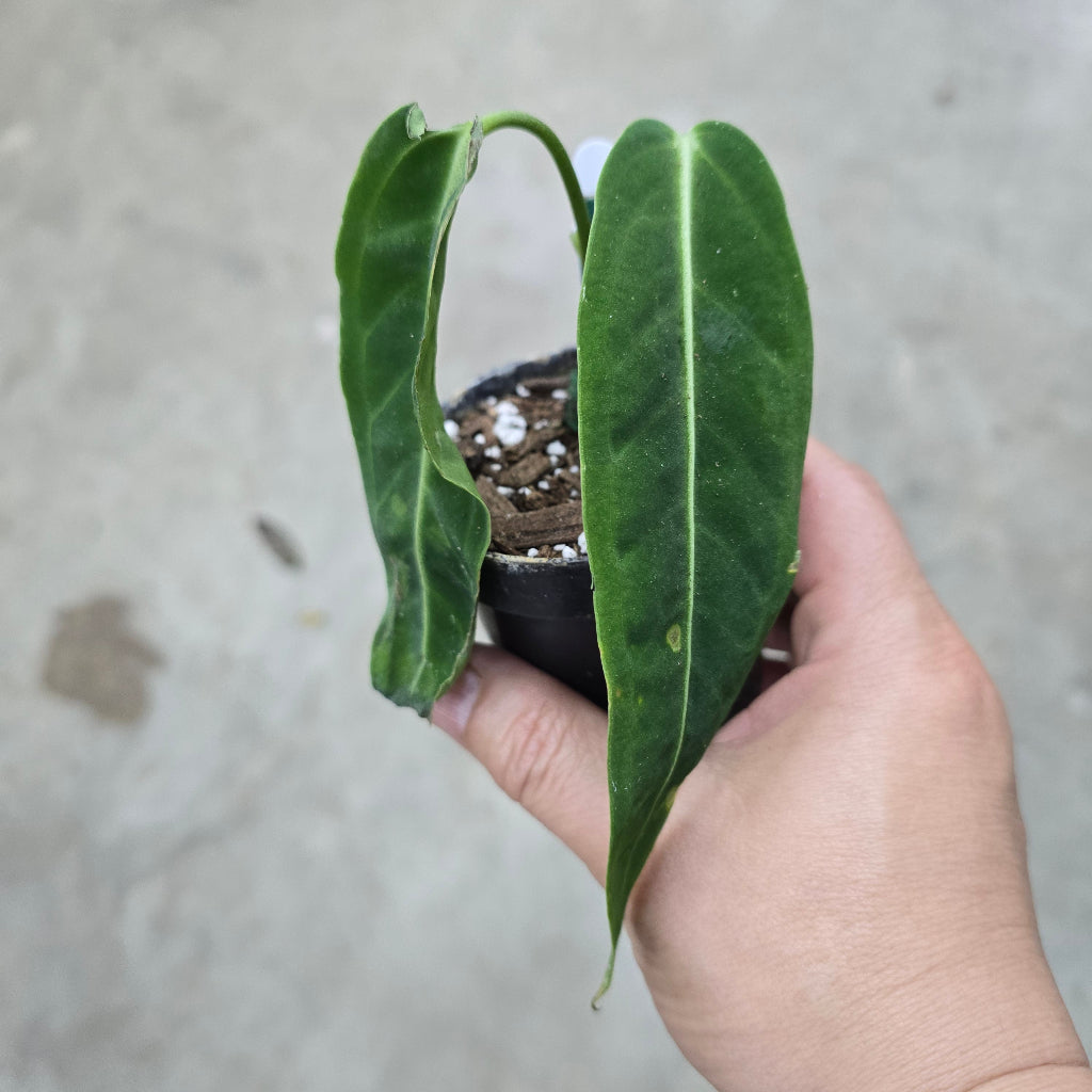 Anthurium warocqueanum - 4" HB