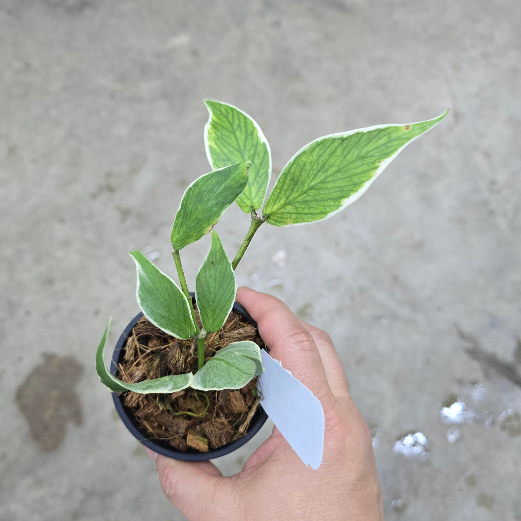 Hoya polyneura 'Albo-Marginata' - 3"