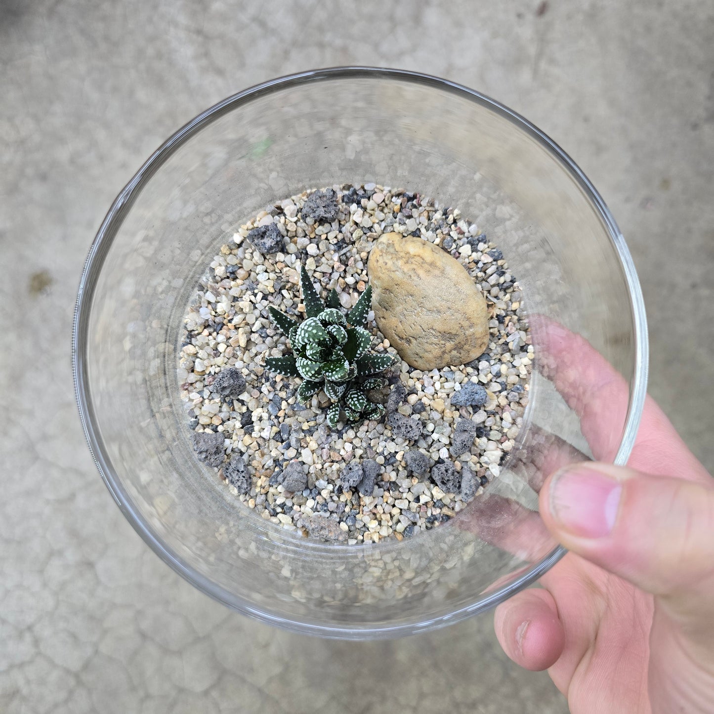 Zen Terrarium - 5"