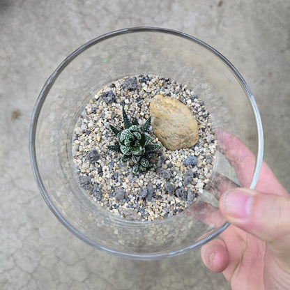 Zen Terrarium - 5"