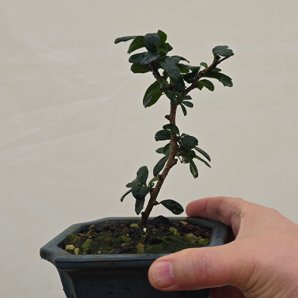 Tropical Bonsai