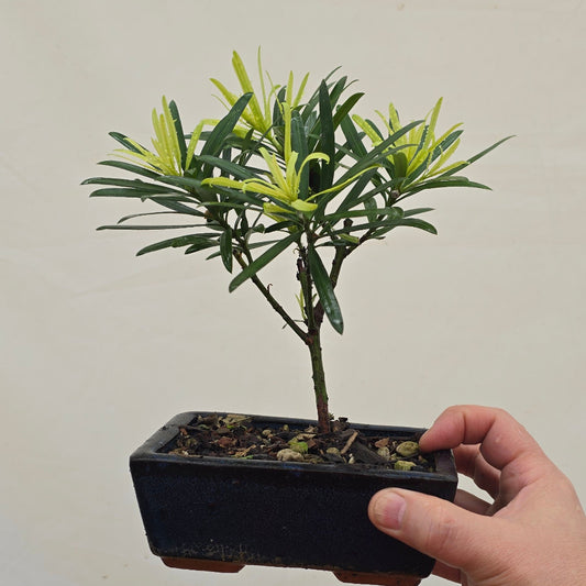 Tropical Bonsai