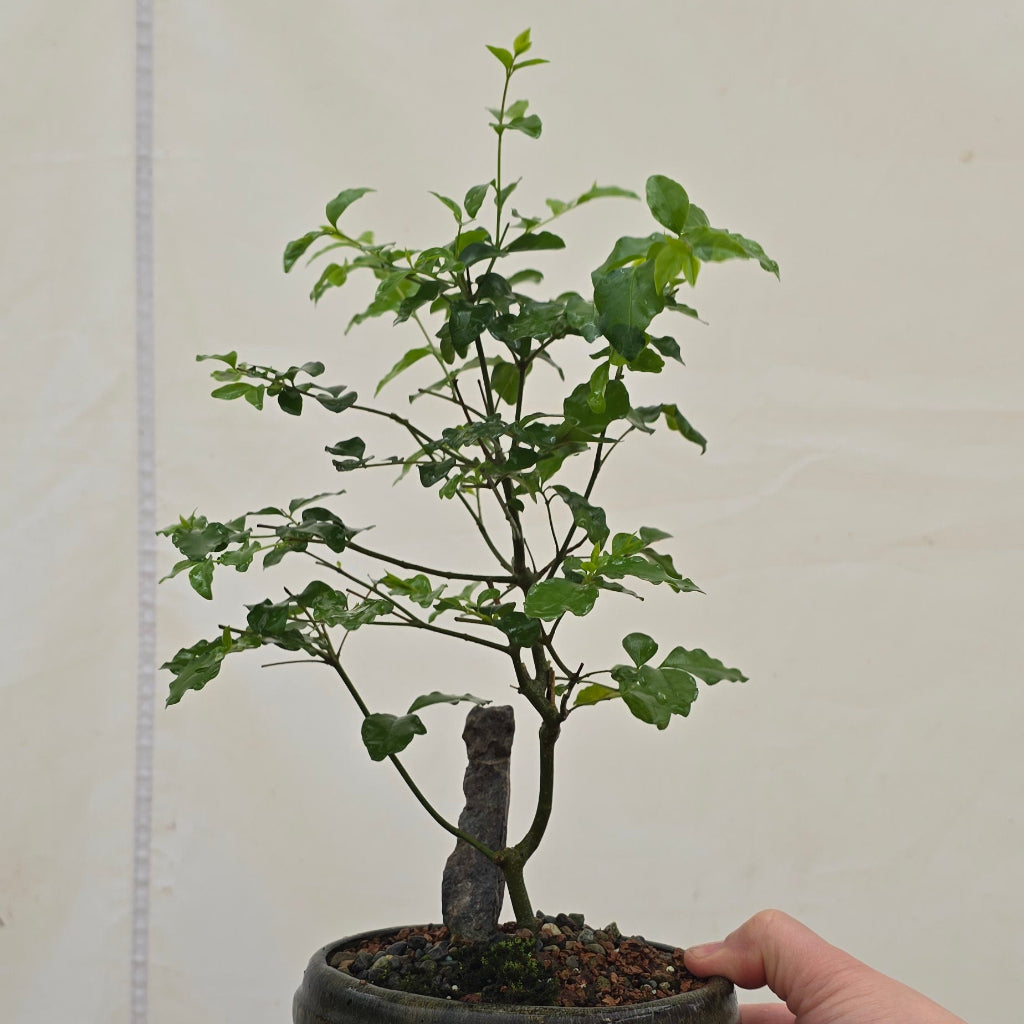 Tropical Bonsai