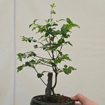 Tropical Bonsai