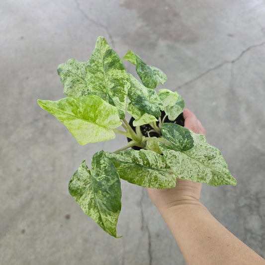 Alocasia 'Hualong Variegated' - 4"
