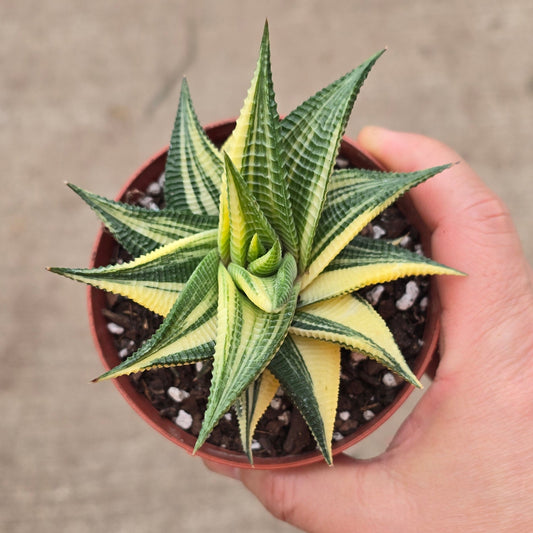 Haworthia limifolia variegata - 4"