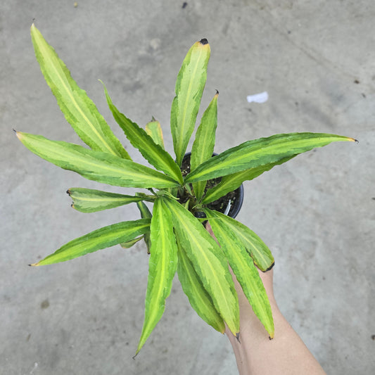 Homalomena papua (rescue)