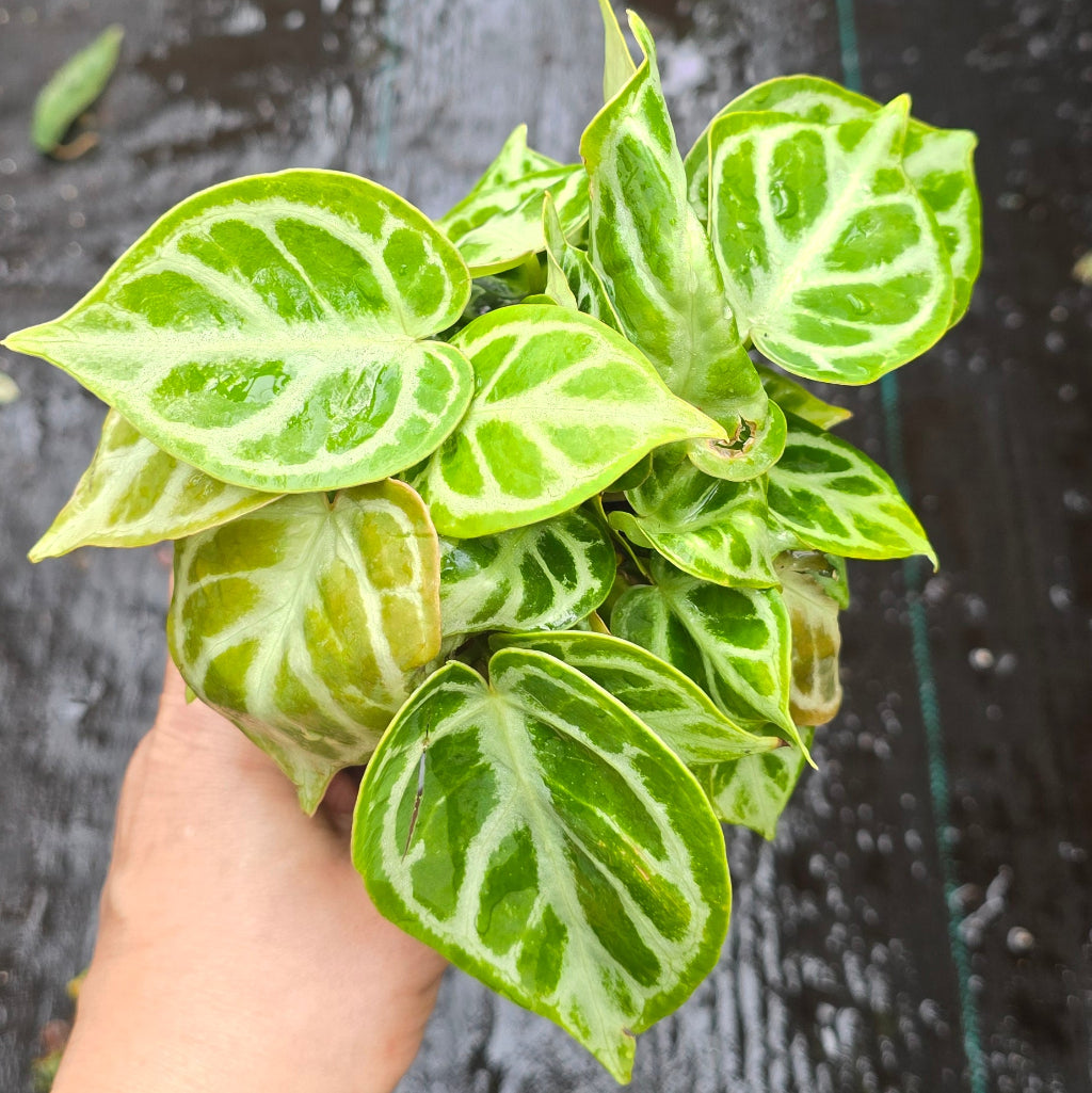 Anthurium dorayaki x crystallinum - 4"