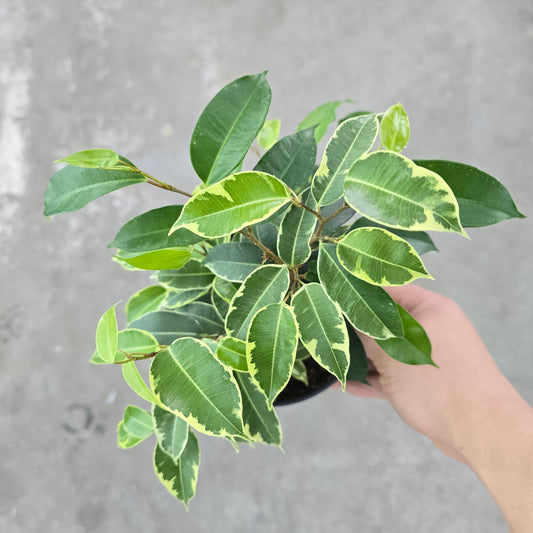 Ficus benjamina variegata  - bush