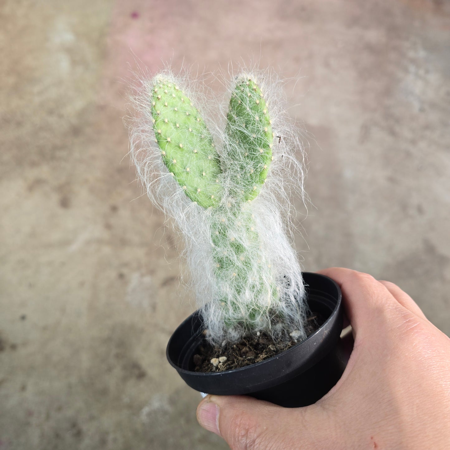 Opuntia pailana - 4"